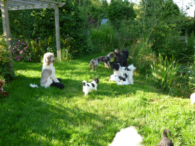 curlyfriends parti poodle, curly friends parti poodle, parti standard poodle, sabble phantom standard poodle, parti miniature poodle, brindle poodle, brindle phantom standard poodle, f1, multicolord poodle, mismarked poodle