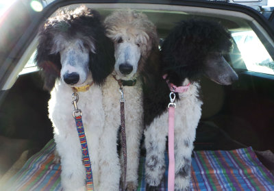 Curlyfriends Parti Poodle