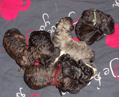 curlyfriends parti poodle, curly friends parti poodle, brown phantom, choclat and tan, brown tan, black and tan,  silver brindle parti, brindle, phantom, sabble